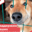 «ВЕЛЕС»: приют, который держится на доброте 🐕🐈 - Кежемский район